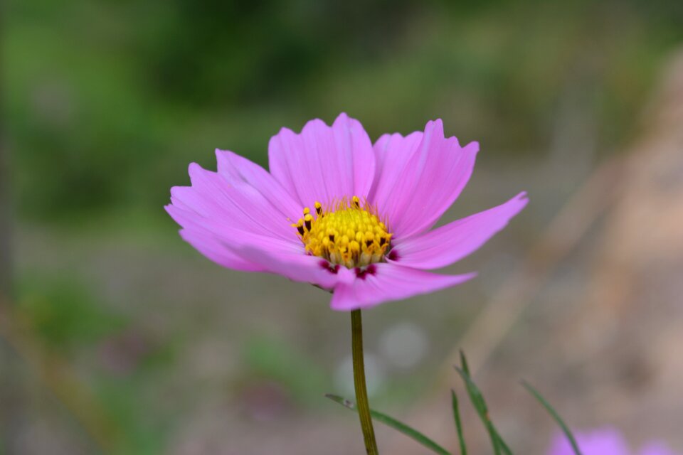 Nature summer purple
