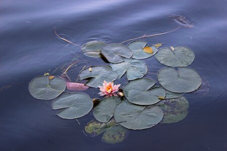 Deep color ripple the water