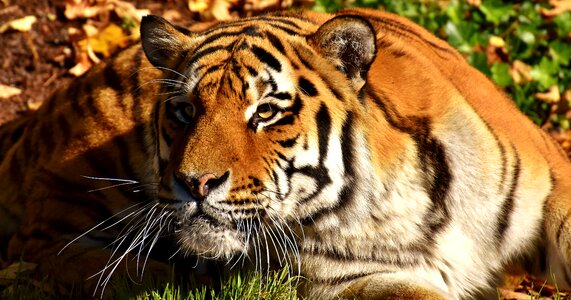 Fur beautiful dangerous