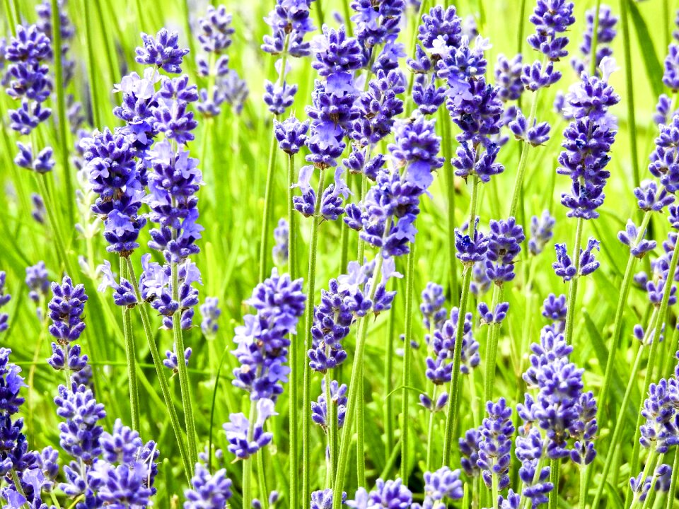 Flower plant nature