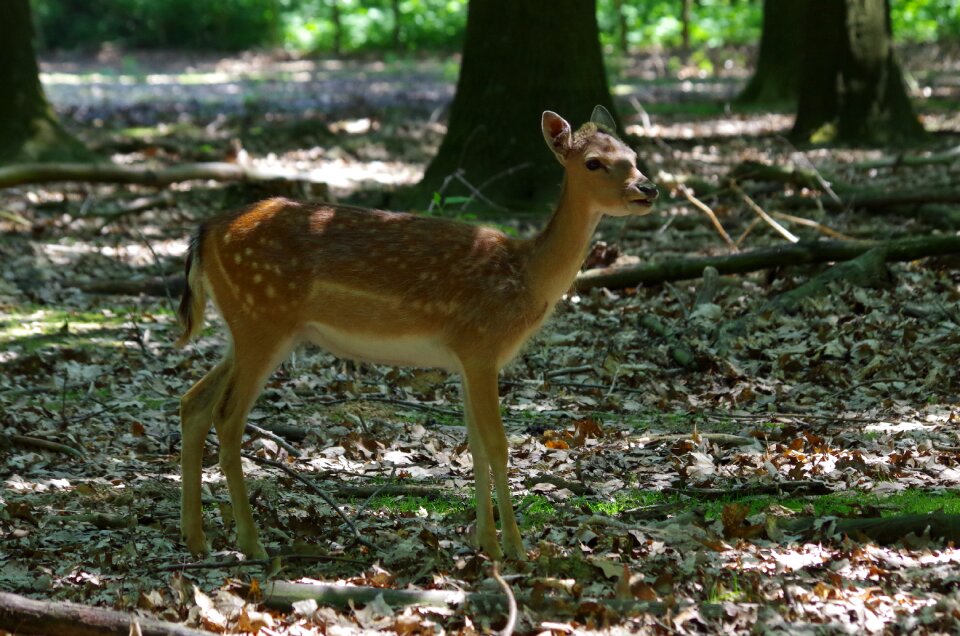 Mammal nature animal world