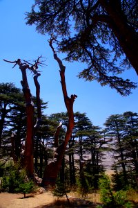08-Liban (47)