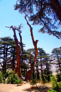 08-Liban (48)