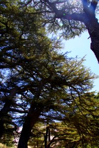 08-Liban (31)