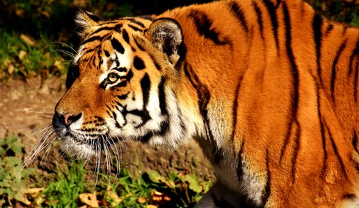 Fur beautiful dangerous