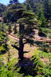 08-Liban (30)