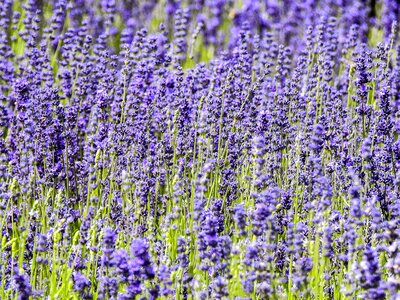 Flower plant nature