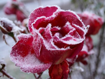 Frost rose cold photo
