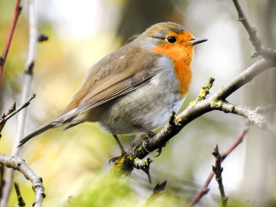 Garden bird nature animal