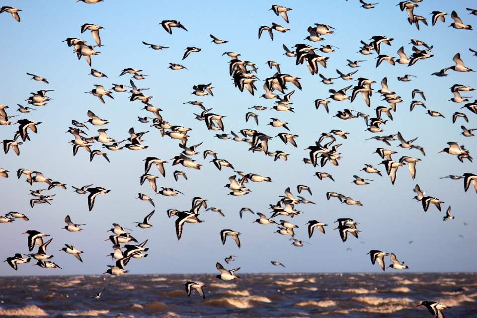 Oystercatcher north sea water