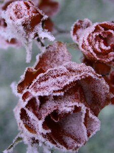 Snow frozen flower photo