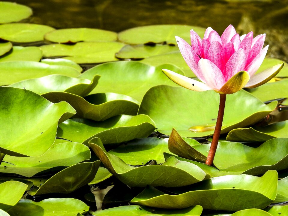 Blossom bloom pond