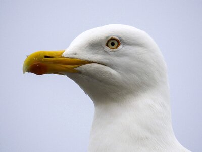 Nature animal bird