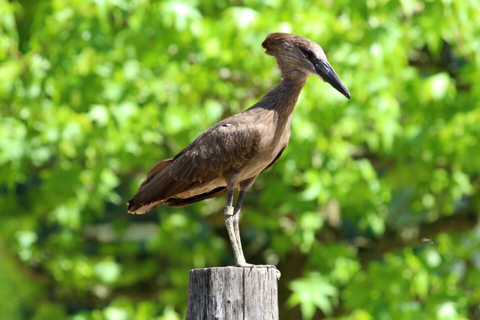 Bird zoo pointed beak