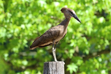 Bird zoo pointed beak photo