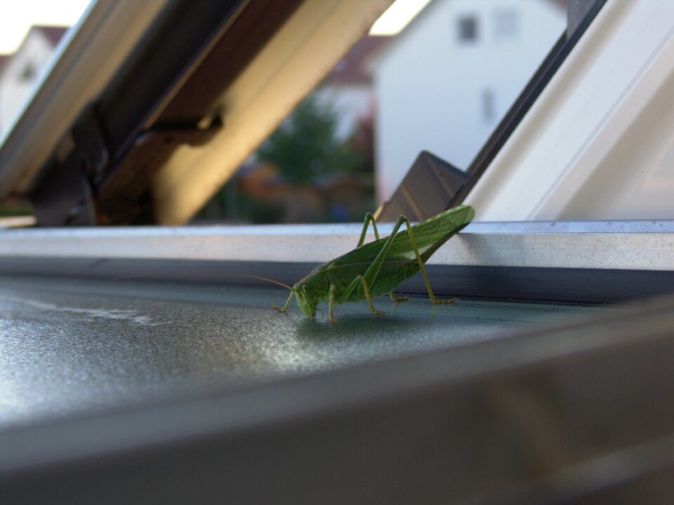 Grasshopper green drink