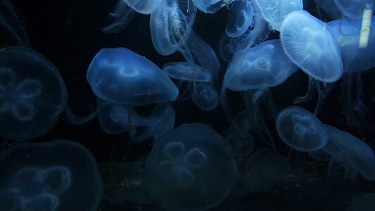 Ocean underwater dark photo