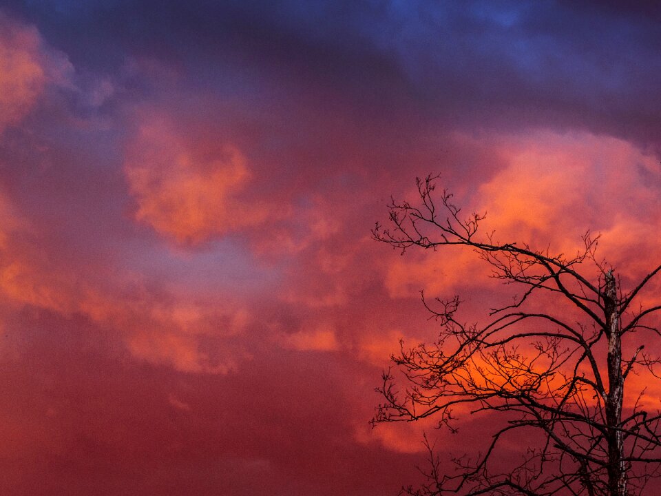 Dusk trees fall