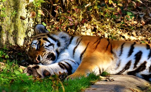 Fur beautiful dangerous