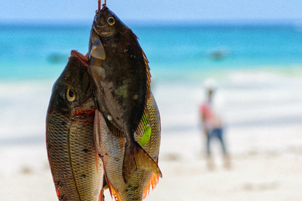 Nature fish tropical