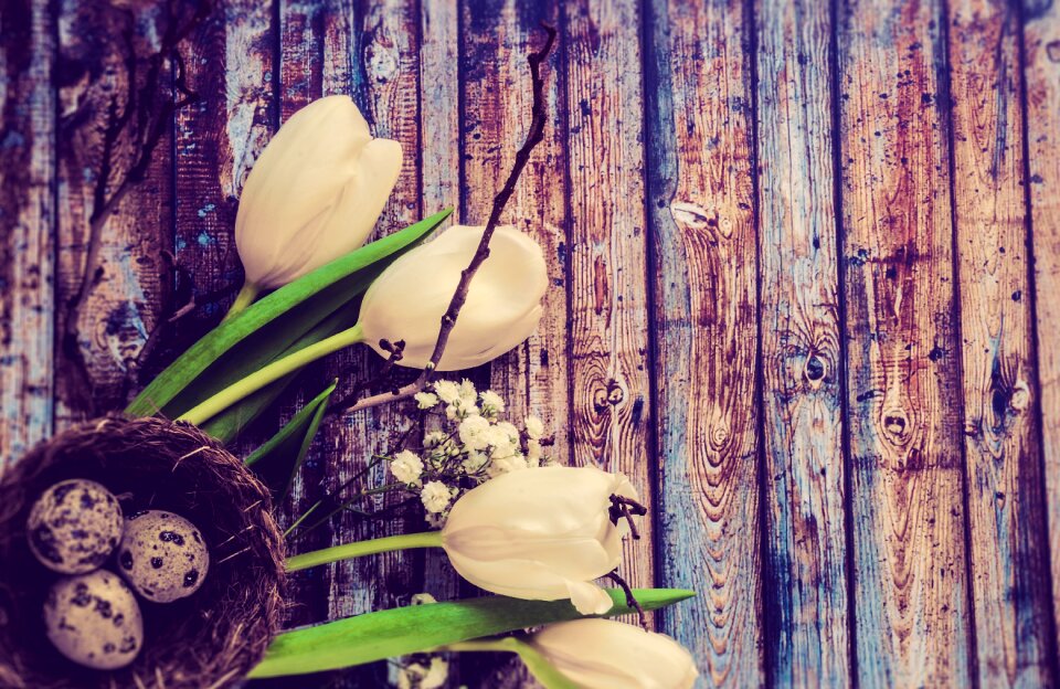 Flowers netherlands spring