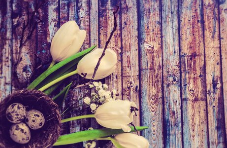 Flowers netherlands spring