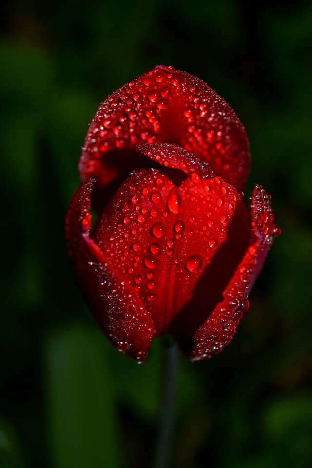 Tulip leaf red