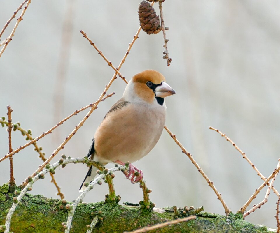Animal wild core beisser