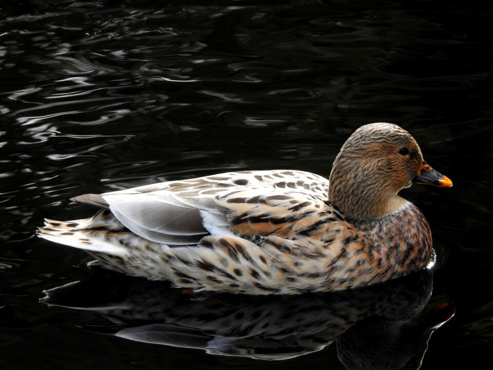 Pond water bird park