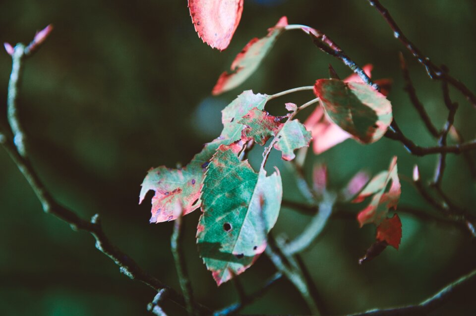 Trees nature autumn