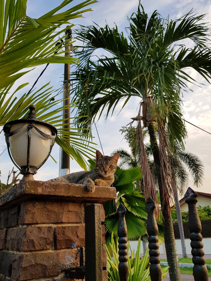 Cats lamp outdoor