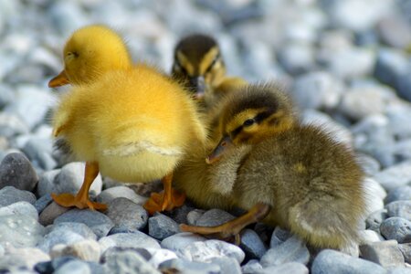 Animals small outdoors