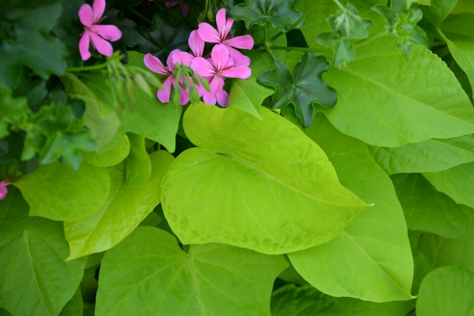 Nature leaves foliage