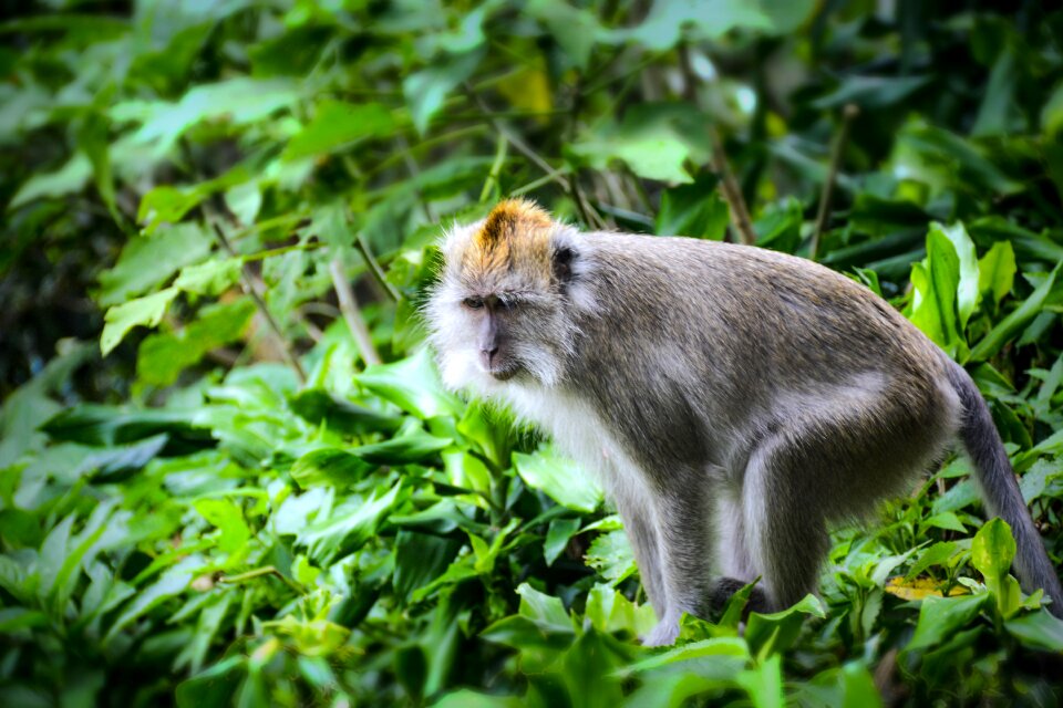 Zoo wildlife wild