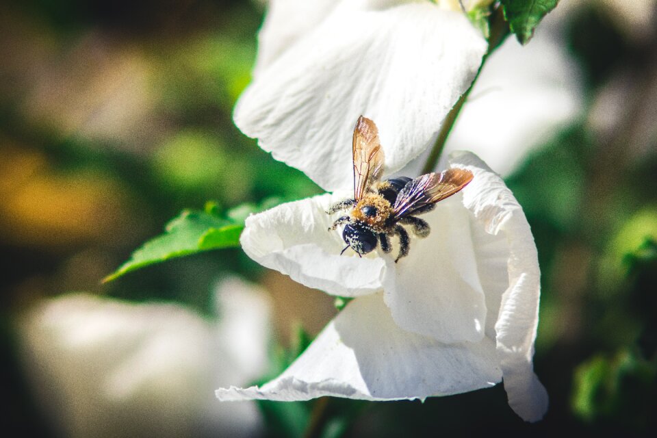 Insect flowers garden