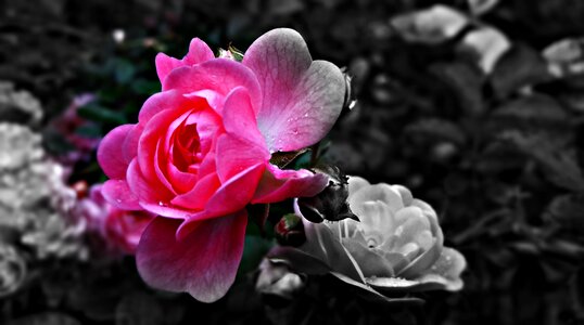 Red rose rose petals nature