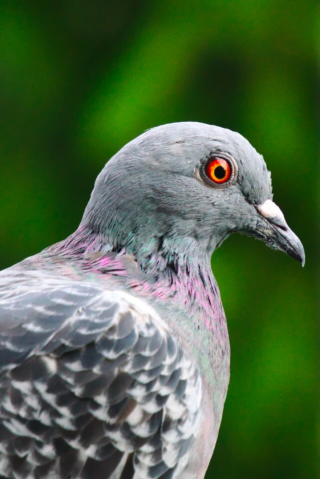 Red eye green eye