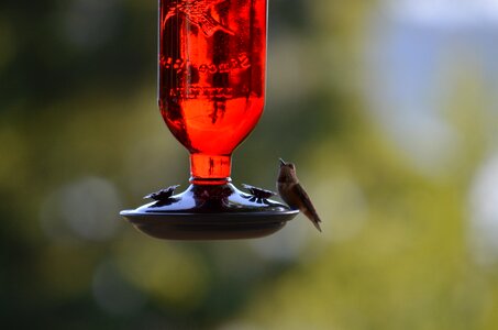 Bird bird feeder feeder photo