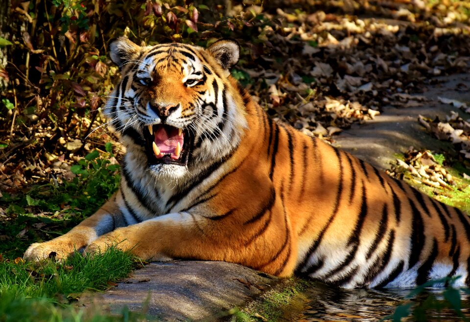 Fur beautiful dangerous