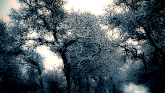 Forest branch snow photo