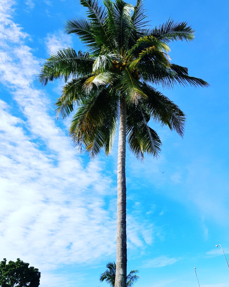 Coconut tree sky malaysia