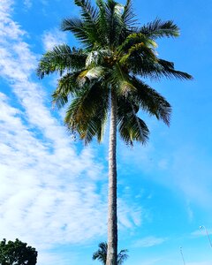 Coconut tree sky malaysia