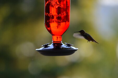Bird bird feeder feeder photo