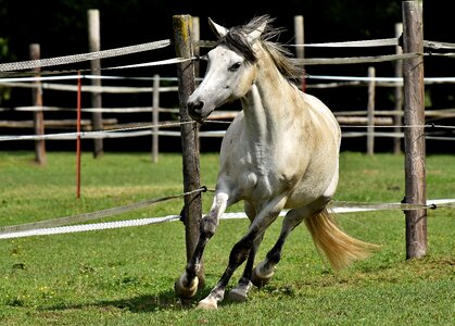 Fun funny waving mane