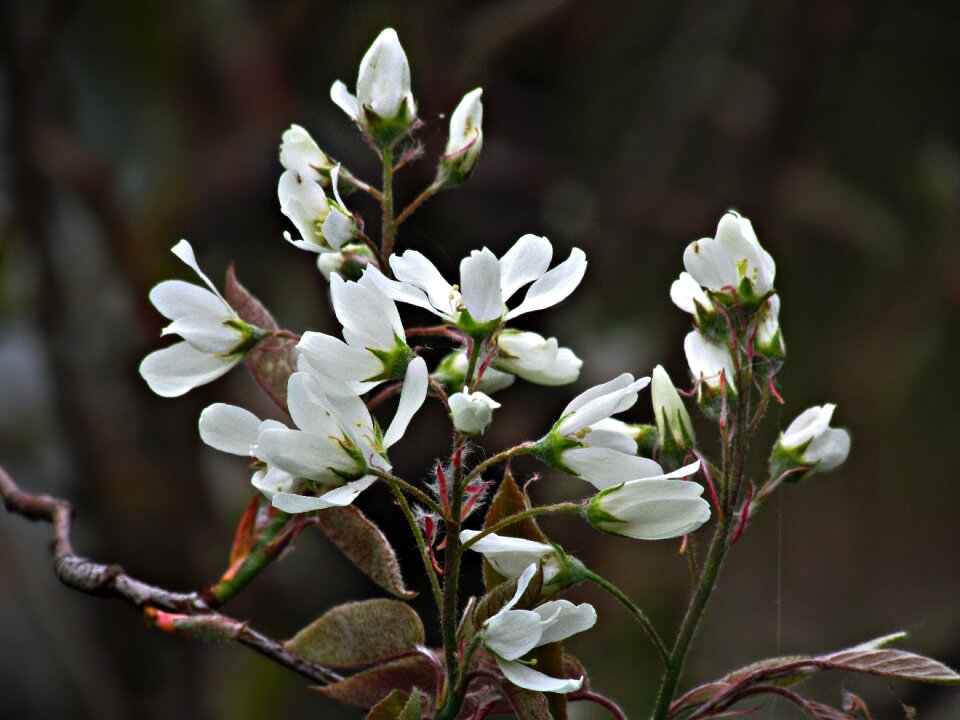 Nature summer small flowers