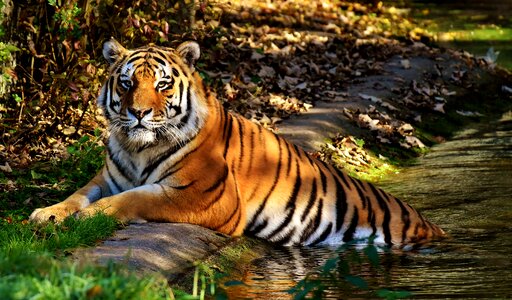 Beautiful dangerous big cat