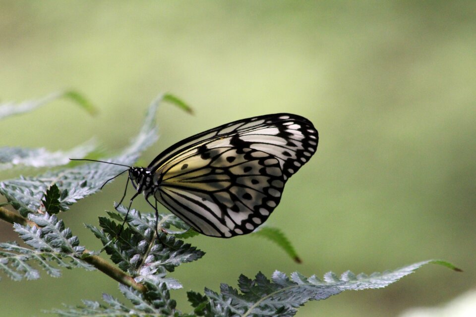 Butterfly butterfly garden zoo