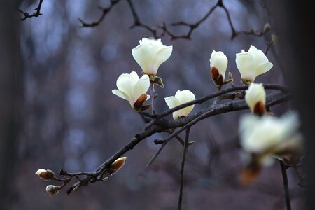 Season magnolia white magnolia