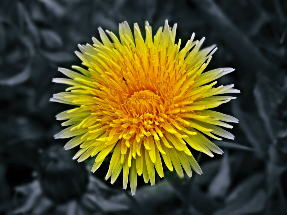 Spring nature summer