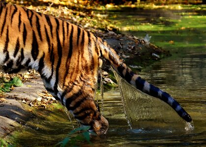 Rump tail fur